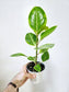Ficus Altissima Yellow Gem 4"