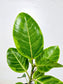 Ficus Altissima Yellow Gem 4"
