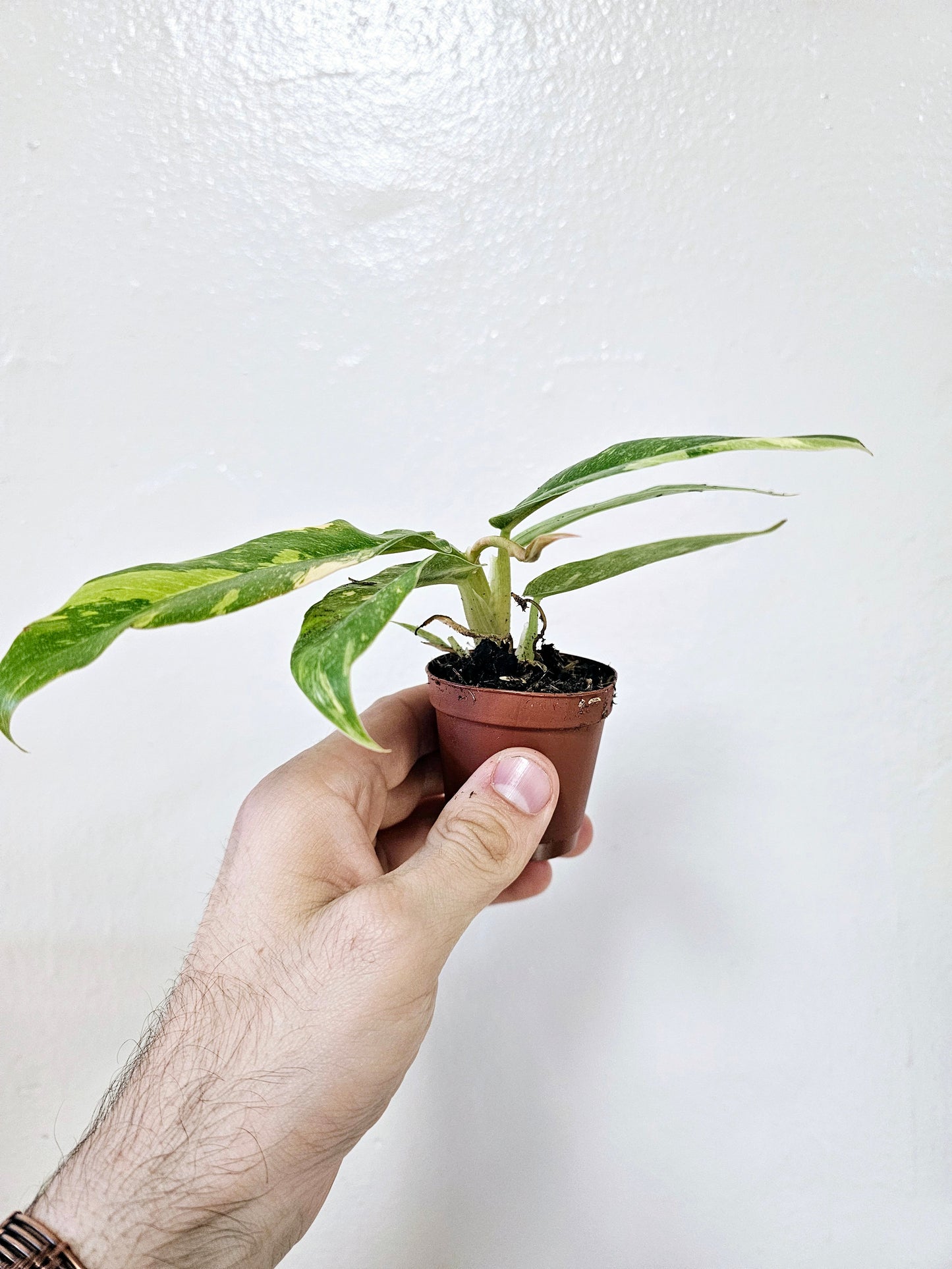 Philodendron Ring of Fire 2"
