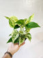Epipremnum aureum 'Marble Queen' Pothos 4"
