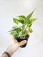 Epipremnum aureum 'Marble Queen' Pothos 4"