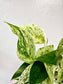 Epipremnum aureum 'Marble Queen' Pothos 4"