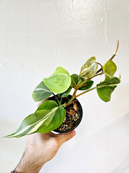 Philodendron Rio 4"