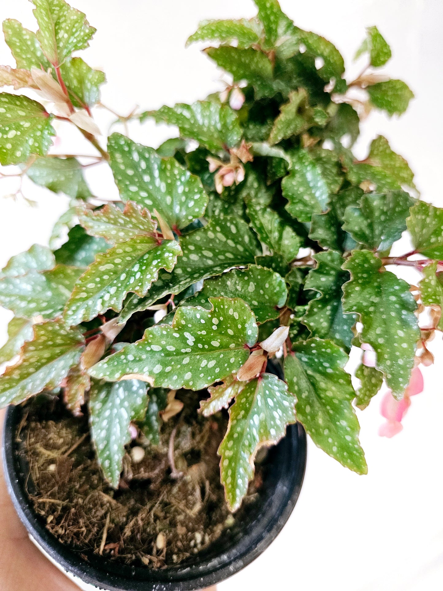 Begonia Medora 4"