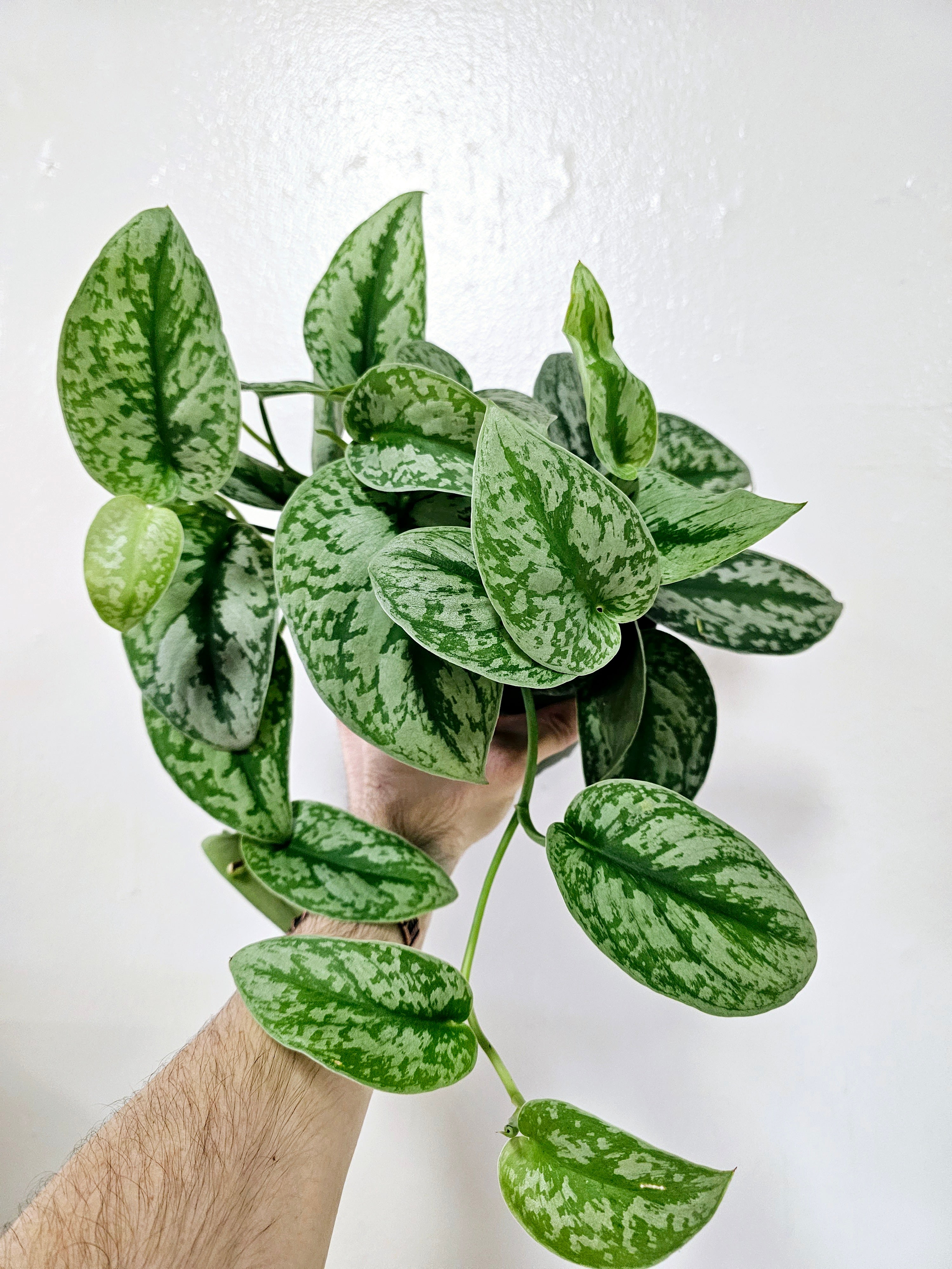 Scindapsus pictus 'Exotica' 6” HB – Quartz Botanicals