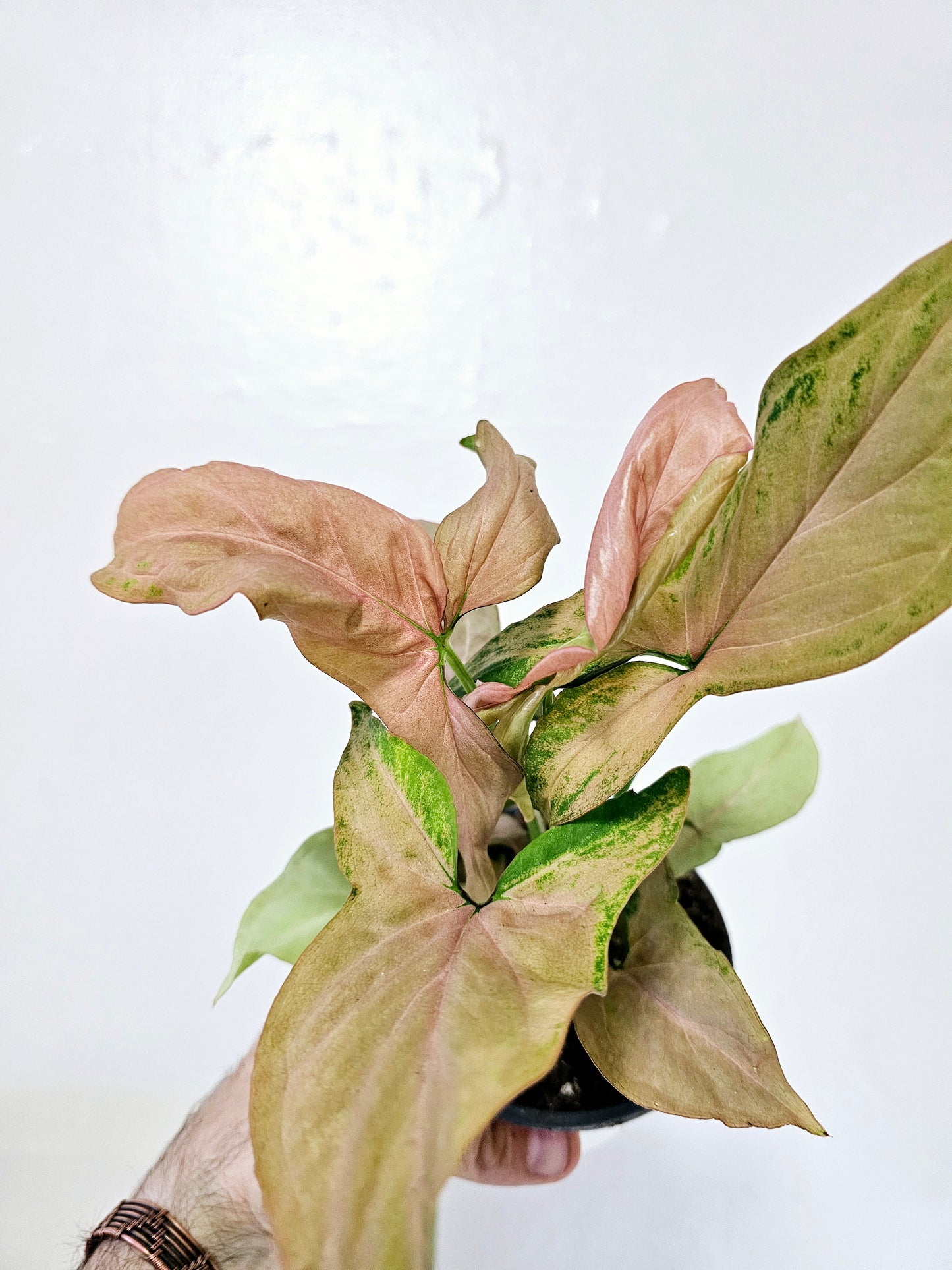 Syngonium Podophyllum Pink Perfection 4"