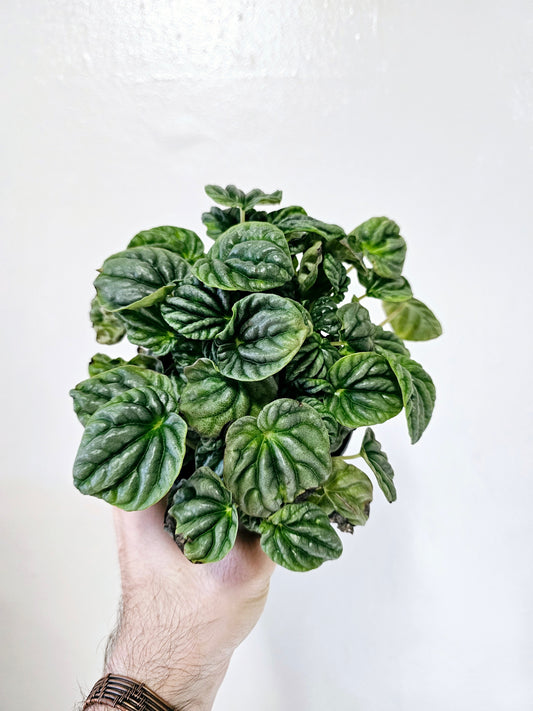 Peperomia Caperata Ripple 4"