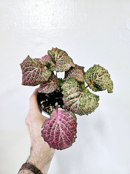 Fittonia Albivenis Pink Wave Nerve Plant 4"