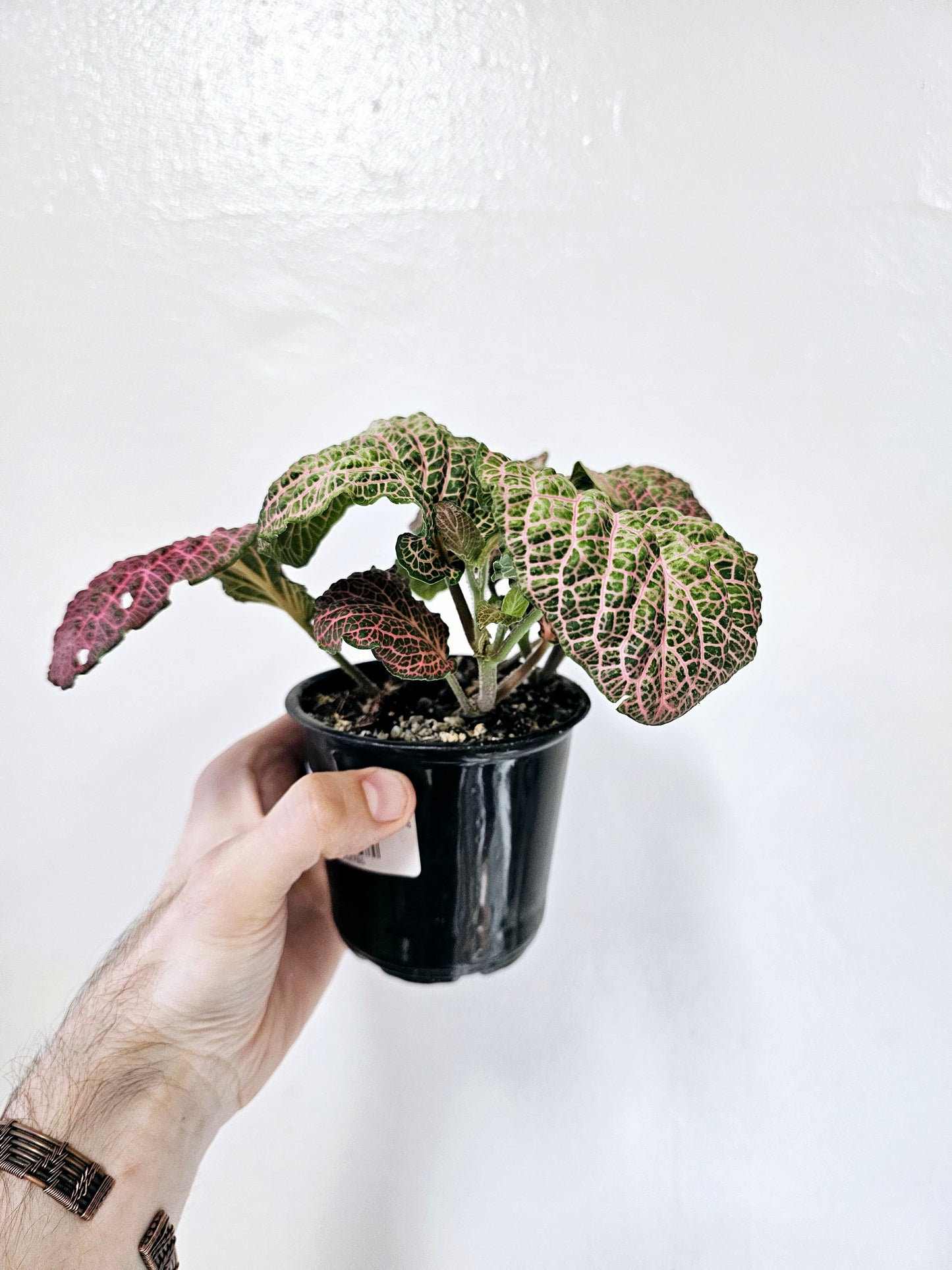 Fittonia Albivenis Pink Wave Nerve Plant 4"