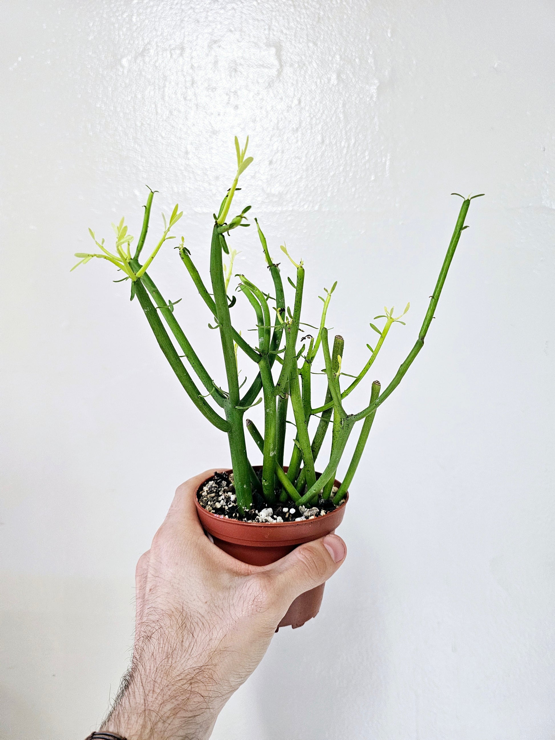 firesticks succulent Euphorbia tirucalli "Pencil Cactus/Firesticks" 4" – Quartz Botanicals