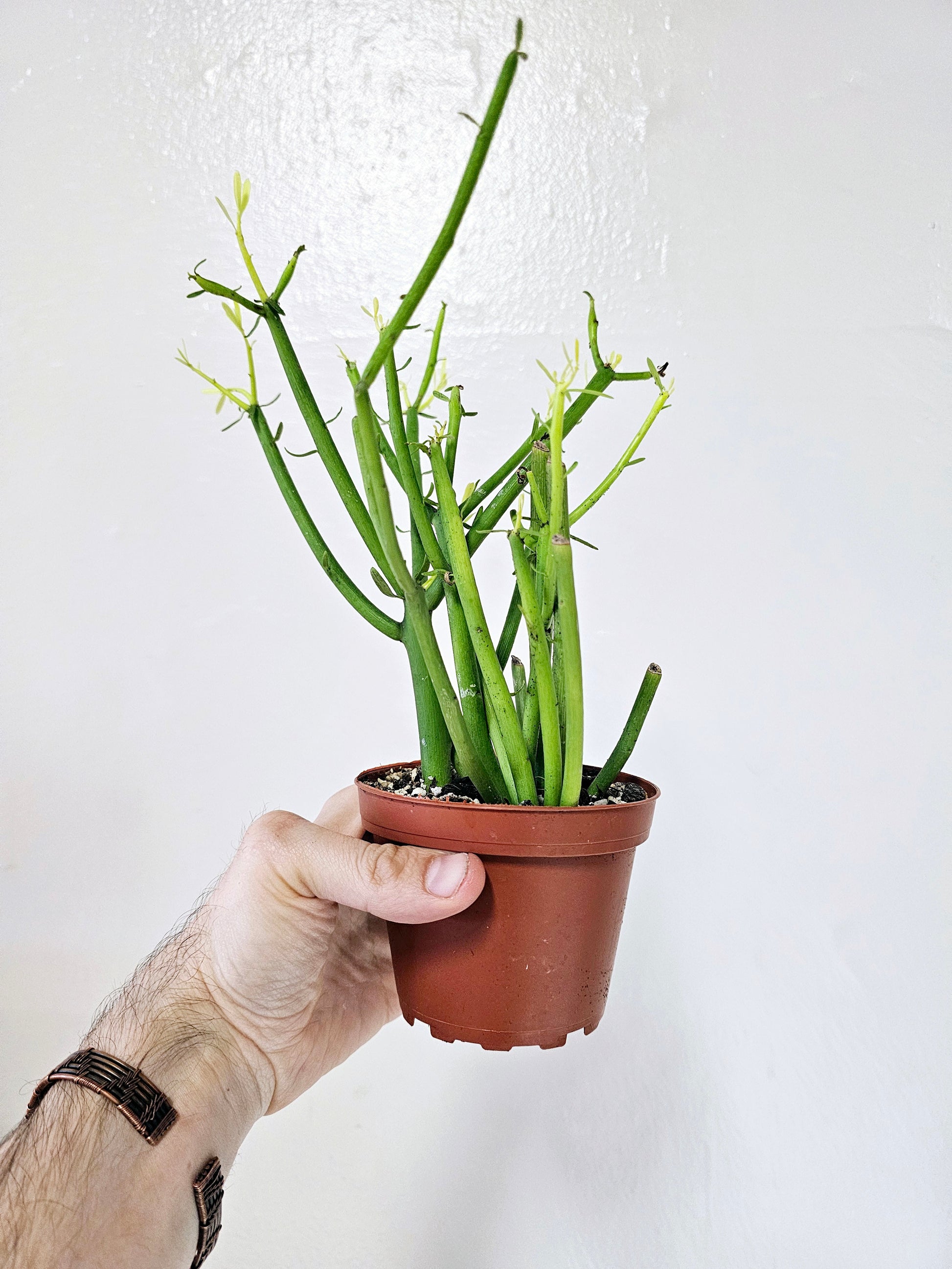 pencil cactus varieties Euphorbia tirucalli "Pencil Cactus/Firesticks" 4"