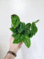 Scindapsus argyraeus 4"