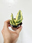 Sansevieria hahnii 'Gold Star' 3"