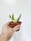 Sansevieria hahnii 'Gold Star' 3"