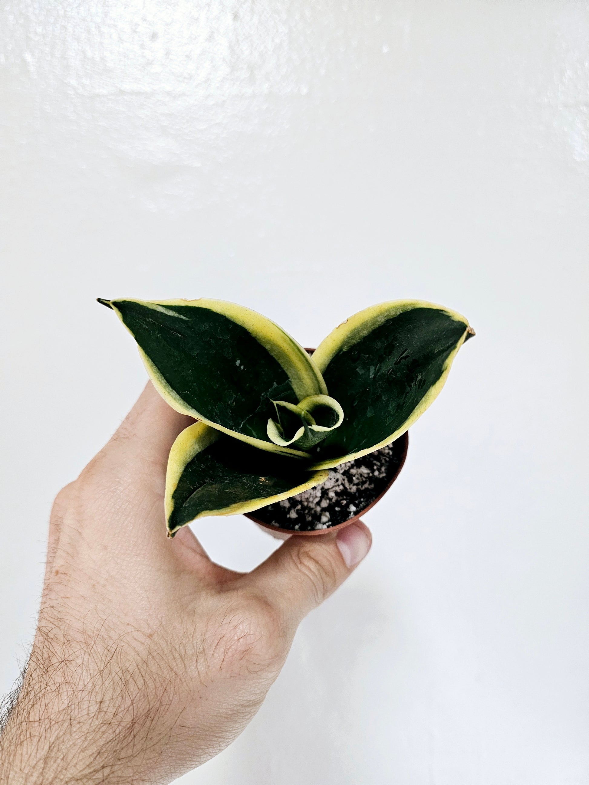 sansevieria emerald star Sansevieria hahnii 'Emerald Star' 3"