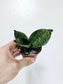 Sansevieria hahnii 'Forest Star' 3"