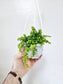 Pilea depressa 'Tiny Tears' 4" HB