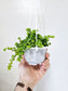Pilea depressa 'Tiny Tears' 4" HB