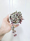 Ceropegia woodii Variegated String of Hearts 4" HB