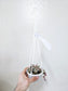 Ceropegia woodii Variegated String of Hearts 4" HB
