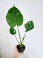 Monstera Thai Constellation 4"