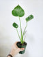 Monstera Thai Constellation 4"