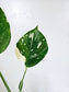 Monstera Thai Constellation 4"