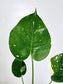 Monstera Thai Constellation 4"