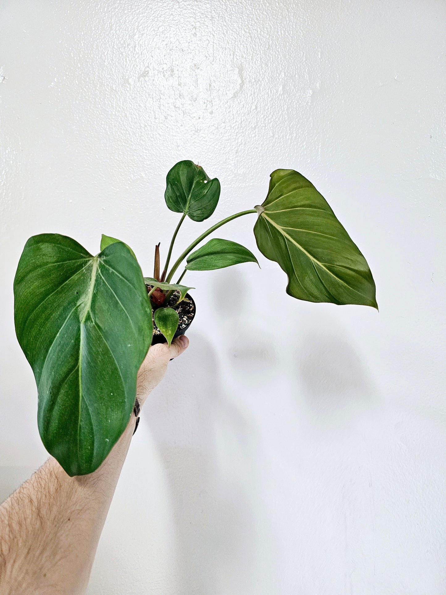 Philodendron Summer Glory 4"