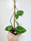 Hoya Verticillata Splash 4"