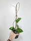 Hoya Verticillata Splash 4"