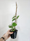 Hoya Verticillata Splash 4"