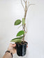 Hoya Verticillata Splash 4"