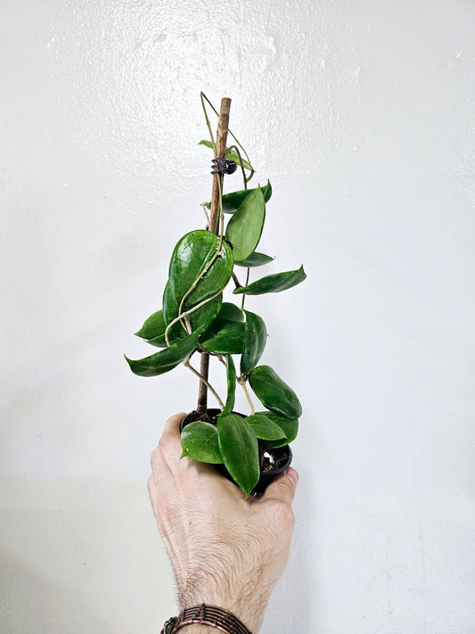 Hoya Dolichosparte 4"