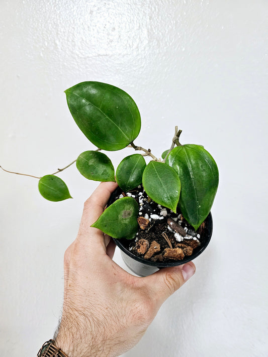 Hoya Dolichosparte 4"