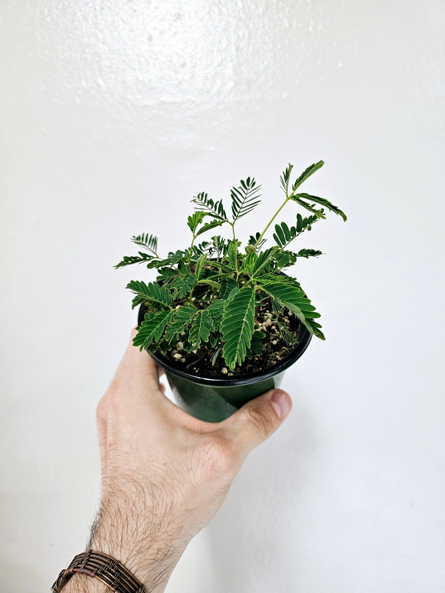 Mimosa Pudica Sensitive Plant 4"