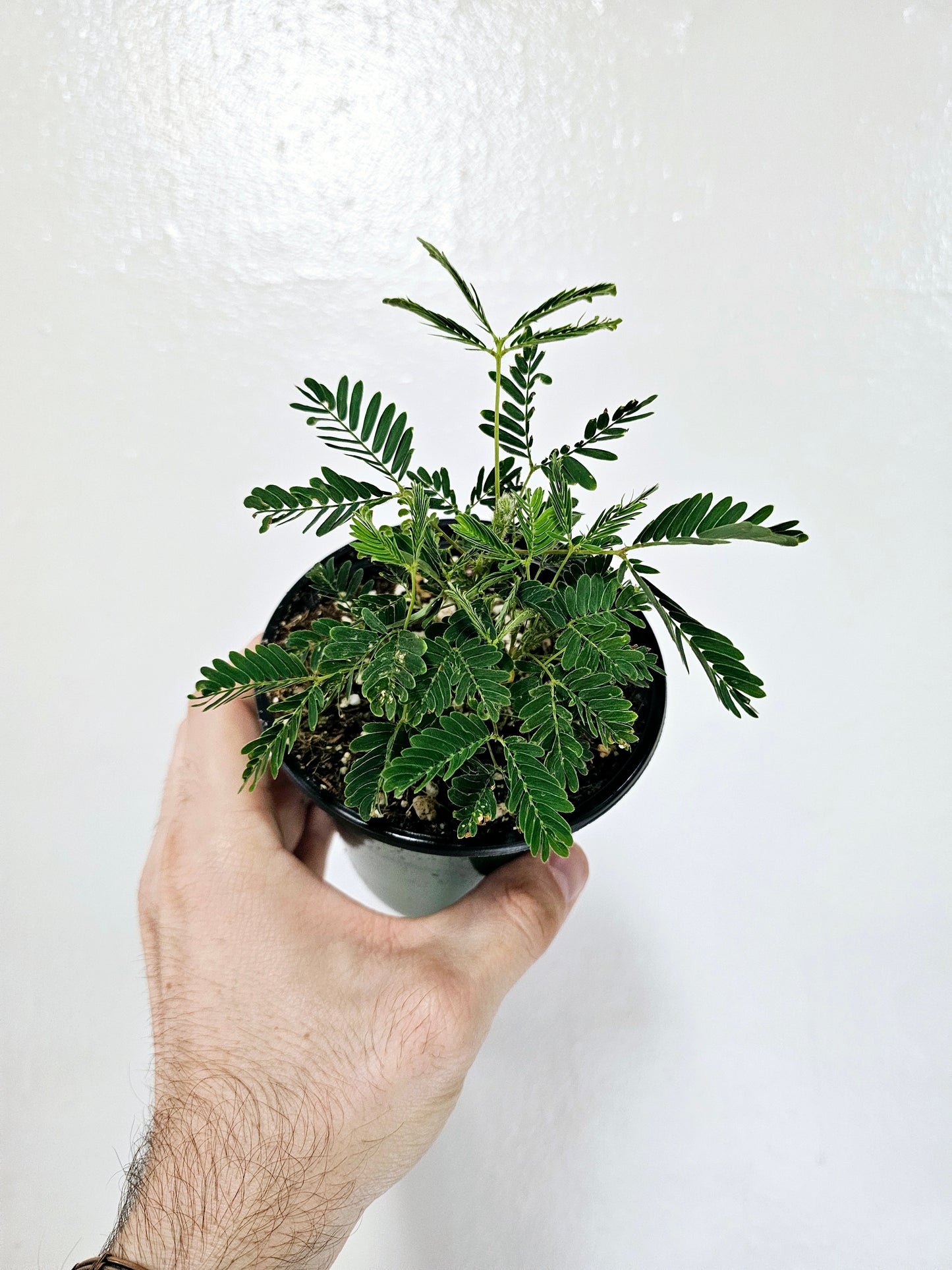 Mimosa Pudica Sensitive Plant 4"