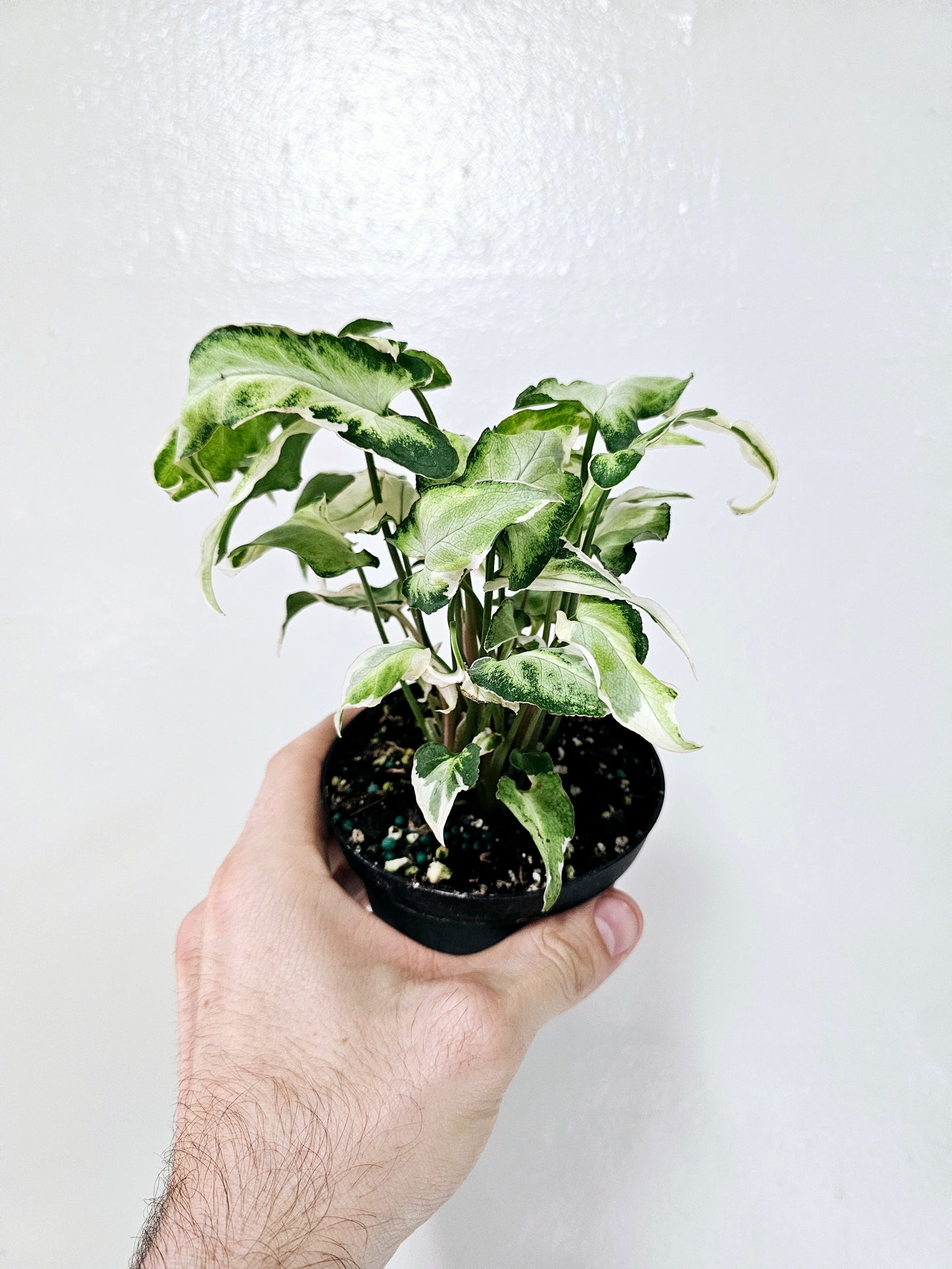 Syngonium Starlite 4"