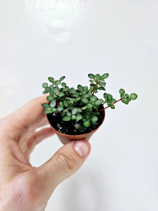 Pilea Glauca Aquamarine 2"