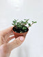 Pilea Glauca Aquamarine 2"