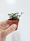 Pilea Glauca Aquamarine 2"