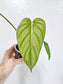 Philodendron sp. Colombia 3.5"