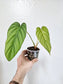 Philodendron sp. Colombia 3.5"