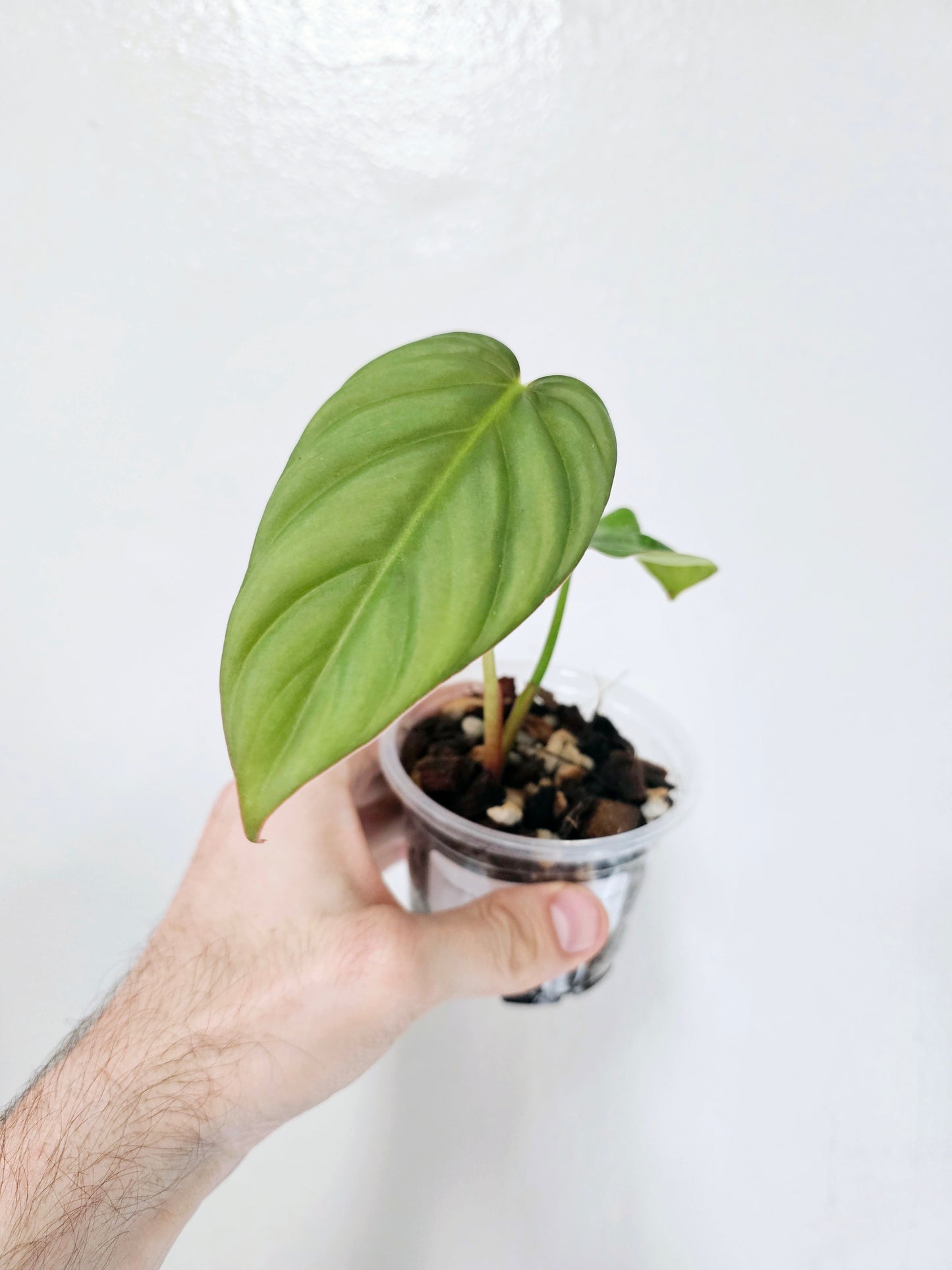 Philodendron sp. Colombia 3.5"
