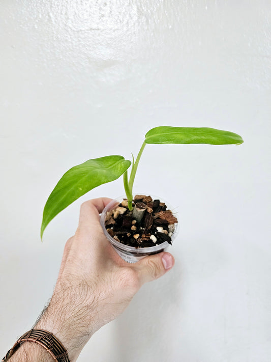 Philodendron Elegans 3.5"