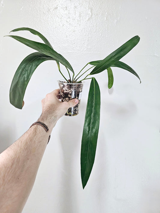 Anthurium Friedrichsthalii 4"