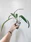 Anthurium Friedrichsthalii 4"
