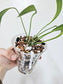 Anthurium Friedrichsthalii 4"