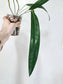 Anthurium Friedrichsthalii 4"
