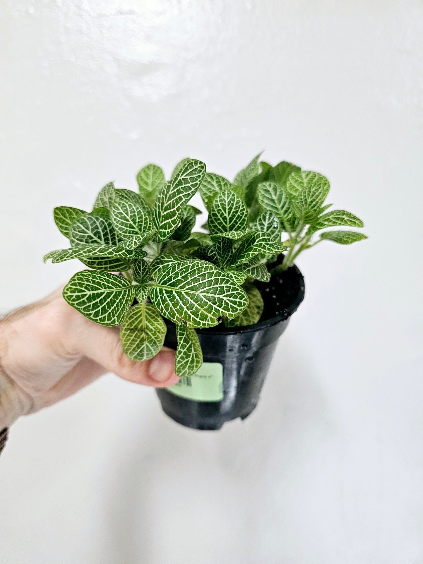 Fittonia Albivenis White Nerve Plant 4"